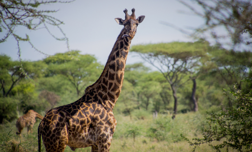 Laredo Safari and Adventure Park